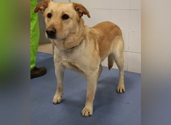 älterer, ruhiger und sehr freundlicher Labrador-Mix