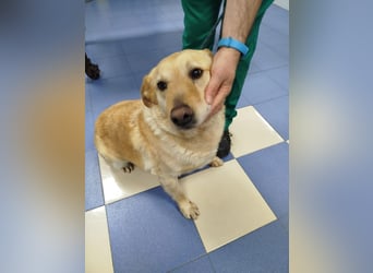 älterer, ruhiger und sehr freundlicher Labrador-Mix
