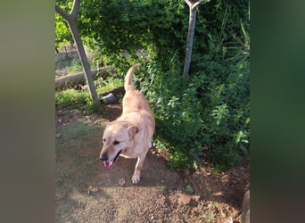 älterer, ruhiger und sehr freundlicher Labrador-Mix