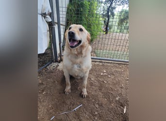 älterer, ruhiger und sehr freundlicher Labrador-Mix