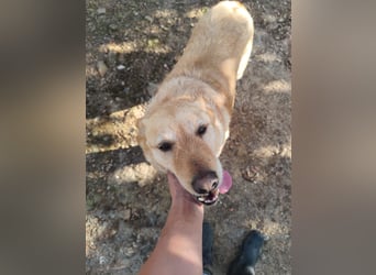 älterer, ruhiger und sehr freundlicher Labrador-Mix