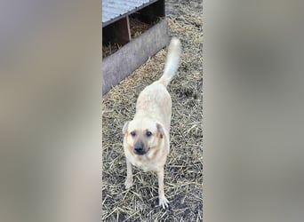 LYSETT ♥ - Gerettet aus Horror Tötung Slatina, Ostern'22