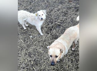 LYSETT ♥ - Gerettet aus Horror Tötung Slatina, Ostern'22