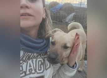 LYSETT ♥ - Gerettet aus Horror Tötung Slatina, Ostern'22