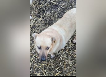 LYSETT ♥ - Gerettet aus Horror Tötung Slatina, Ostern'22