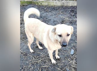 LYSETT ♥ - Gerettet aus Horror Tötung Slatina, Ostern'22