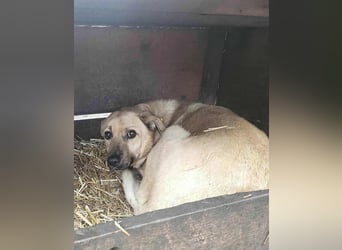 LYSETT ♥ - Gerettet aus Horror Tötung Slatina, Ostern'22