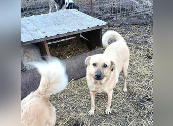 LYSETT ♥ - Gerettet aus Horror Tötung Slatina, Ostern'22