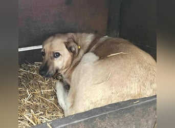 LYSETT ♥ - Gerettet aus Horror Tötung Slatina, Ostern'22