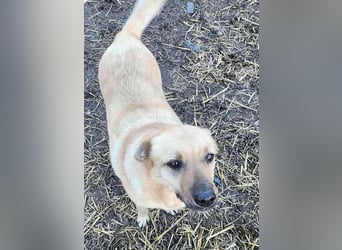 LYSETT ♥ - Gerettet aus Horror Tötung Slatina, Ostern'22