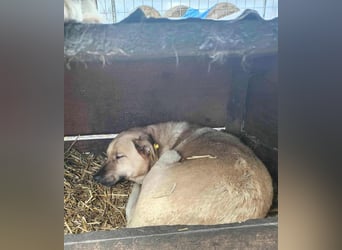 LYSETT ♥ - Gerettet aus Horror Tötung Slatina, Ostern'22