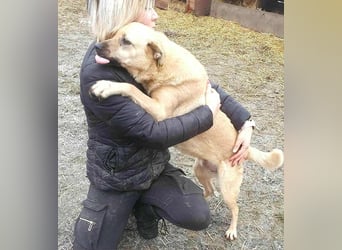 LYSETT ♥ - Gerettet aus Horror Tötung Slatina, Ostern'22