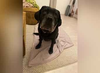 Helena sucht dringend neues Zuhause
