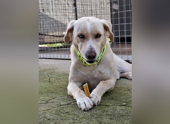 Bo sucht eine aktive Familie