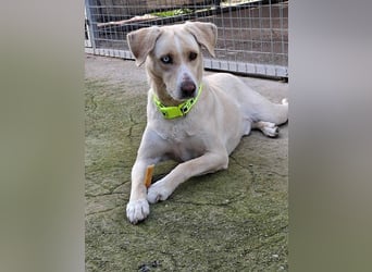 Bo sucht eine aktive Familie