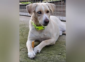 Bo sucht eine aktive Familie