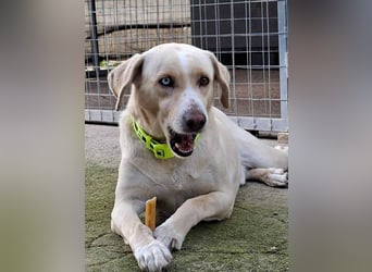 Bo sucht eine aktive Familie