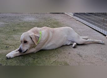 Bo sucht eine aktive Familie