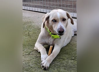 Bo sucht eine aktive Familie