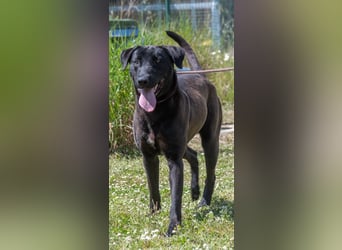 Diego - jung und verspielt