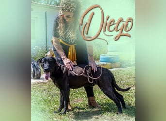 Diego - jung und verspielt