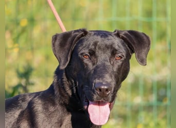 Diego - jung und verspielt