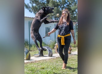 Diego - jung und verspielt