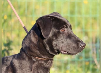 Diego - jung und verspielt