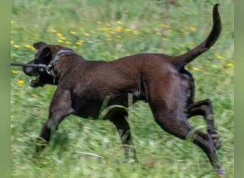 Jack - ein aktiver Junge