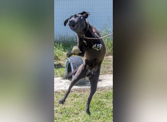 Diego - jung und verspielt