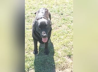 Dorian, a.d.Tierschutz, sucht Herzensmenschen