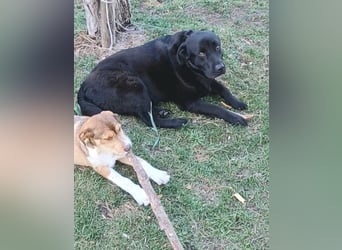 Dorian, a.d.Tierschutz, sucht Herzensmenschen