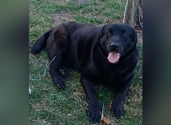 Dorian, a.d.Tierschutz, sucht Herzensmenschen