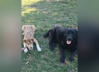 Dorian, a.d.Tierschutz, sucht Herzensmenschen