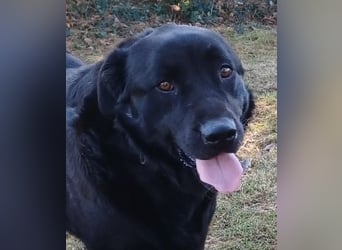 Dorian, a.d.Tierschutz, sucht Herzensmenschen