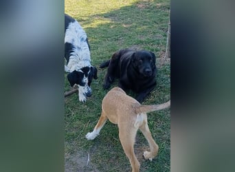 Dorian, a.d.Tierschutz, sucht Herzensmenschen