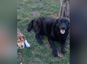 Dorian, a.d.Tierschutz, sucht Herzensmenschen