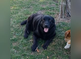 Dorian, a.d.Tierschutz, sucht Herzensmenschen