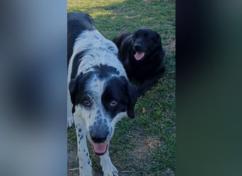 Dorian, a.d.Tierschutz, sucht Herzensmenschen