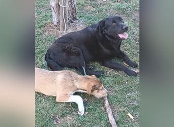 Dorian, a.d.Tierschutz, sucht Herzensmenschen