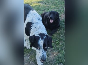 Dorian, a.d.Tierschutz, sucht Herzensmenschen