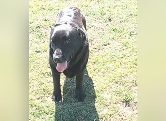 Dorian, a.d.Tierschutz, sucht Herzensmenschen