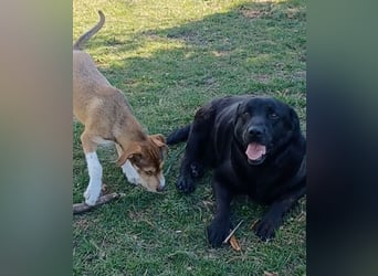 Dorian, a.d.Tierschutz, sucht Herzensmenschen