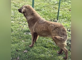 Dorina eine gutmütige liebe Hündin