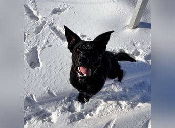 Mio ein treuer wundervoller Freund fürs Leben