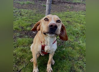 Klops ein Familienhund wartet in Tierheim