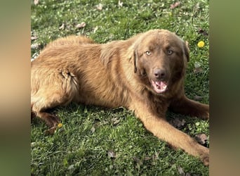 Dorina eine gutmütige liebe Hündin