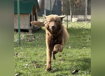 Dorina eine gutmütige liebe Hündin