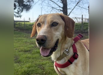 Klops ein Familienhund wartet in Tierheim