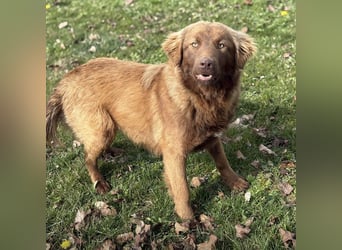 Dorina eine gutmütige liebe Hündin